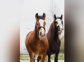 Cob Irlandese / Tinker / Gypsy Vanner, Stallone, 1 Anno, 160 cm, Baio