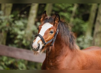 Cob Irlandese / Tinker / Gypsy Vanner, Stallone, 1 Anno, 160 cm, Baio