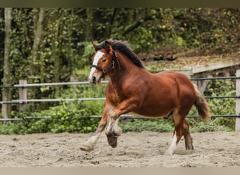 Cob Irlandese / Tinker / Gypsy Vanner, Stallone, 1 Anno, 160 cm, Baio