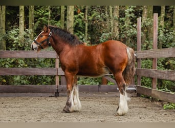 Cob Irlandese / Tinker / Gypsy Vanner, Stallone, 1 Anno, 160 cm, Baio