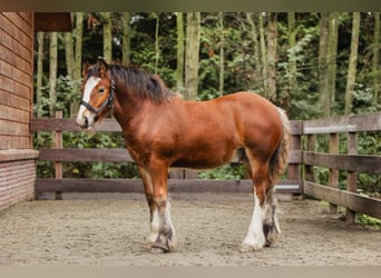 Cob Irlandese / Tinker / Gypsy Vanner, Stallone, 1 Anno, 160 cm, Baio