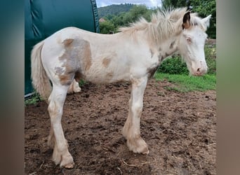 Cob Irlandese / Tinker / Gypsy Vanner, Stallone, 1 Anno, 160 cm, Sabino