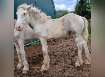 Cob Irlandese / Tinker / Gypsy Vanner, Stallone, 1 Anno, 160 cm, Sabino