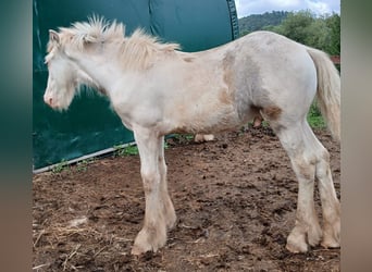 Cob Irlandese / Tinker / Gypsy Vanner, Stallone, 1 Anno, 160 cm, Sabino