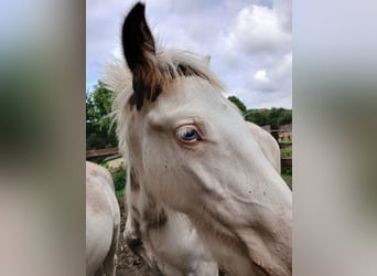 Cob Irlandese / Tinker / Gypsy Vanner, Stallone, 1 Anno, 160 cm, Sabino