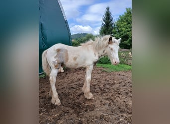 Cob Irlandese / Tinker / Gypsy Vanner, Stallone, 1 Anno, 160 cm, Sabino