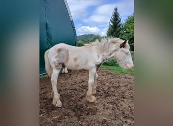 Cob Irlandese / Tinker / Gypsy Vanner, Stallone, 1 Anno, 160 cm, Sabino