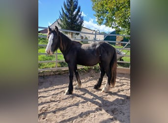 Cob Irlandese / Tinker / Gypsy Vanner, Stallone, 1 Anno, Morello