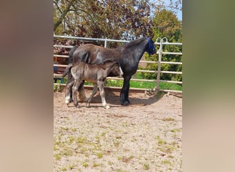 Cob Irlandese / Tinker / Gypsy Vanner, Stallone, 1 Anno, Morello