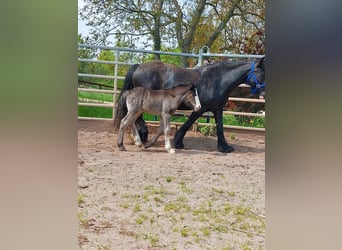 Cob Irlandese / Tinker / Gypsy Vanner, Stallone, 1 Anno, Morello