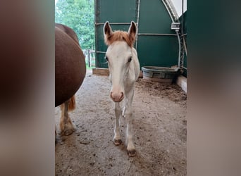 Cob Irlandese / Tinker / Gypsy Vanner, Stallone, 1 Anno, Sabino