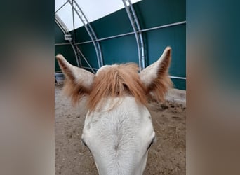 Cob Irlandese / Tinker / Gypsy Vanner, Stallone, 1 Anno, Sabino