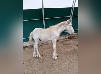 Cob Irlandese / Tinker / Gypsy Vanner, Stallone, 1 Anno, Sabino