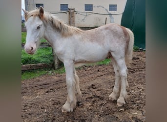 Cob Irlandese / Tinker / Gypsy Vanner, Stallone, 1 Anno, Sabino