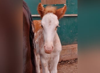 Cob Irlandese / Tinker / Gypsy Vanner, Stallone, 1 Anno, Sabino