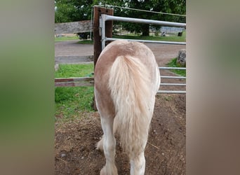 Cob Irlandese / Tinker / Gypsy Vanner, Stallone, 1 Anno, Sabino