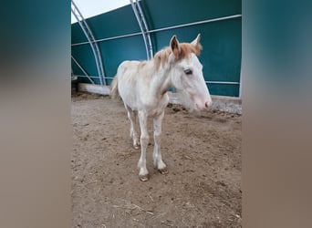 Cob Irlandese / Tinker / Gypsy Vanner, Stallone, 1 Anno, Sabino