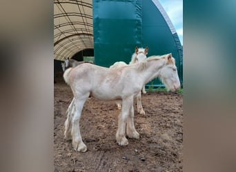 Cob Irlandese / Tinker / Gypsy Vanner, Stallone, 1 Anno, Sabino