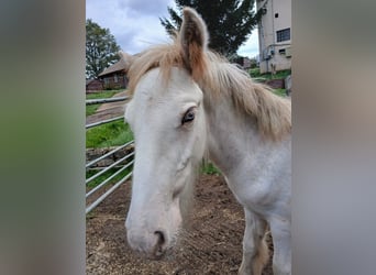 Cob Irlandese / Tinker / Gypsy Vanner, Stallone, 1 Anno, Sabino