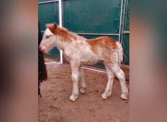 Cob Irlandese / Tinker / Gypsy Vanner, Stallone, 1 Anno, Sabino