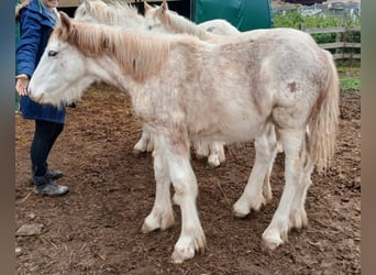 Cob Irlandese / Tinker / Gypsy Vanner, Stallone, 1 Anno, Sabino