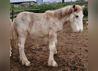 Cob Irlandese / Tinker / Gypsy Vanner, Stallone, 1 Anno, Sabino