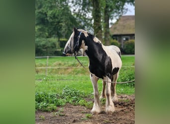 Cob Irlandese / Tinker / Gypsy Vanner, Stallone, 2 Anni, 130 cm, Pezzato