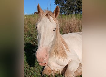 Cob Irlandese / Tinker / Gypsy Vanner, Stallone, 2 Anni, 153 cm, Sabino