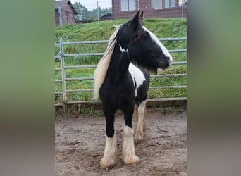 Cob Irlandese / Tinker / Gypsy Vanner, Stallone, 2 Anni, 153 cm, Tobiano-tutti i colori