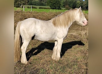 Cob Irlandese / Tinker / Gypsy Vanner, Stallone, 3 Anni, 145 cm, Sabino