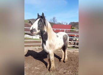 Cob Irlandese / Tinker / Gypsy Vanner, Stallone, 3 Anni, 148 cm, Pezzato