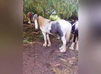 Cob Irlandese / Tinker / Gypsy Vanner, Stallone, 3 Anni, 148 cm, Pezzato