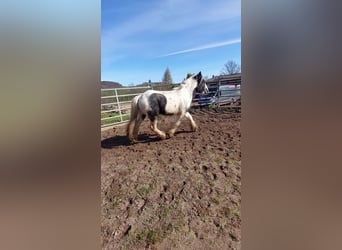 Cob Irlandese / Tinker / Gypsy Vanner, Stallone, 3 Anni, 148 cm, Pezzato