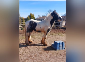 Cob Irlandese / Tinker / Gypsy Vanner, Stallone, 3 Anni, 148 cm, Pezzato