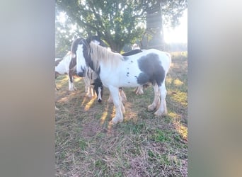 Cob Irlandese / Tinker / Gypsy Vanner, Stallone, 3 Anni, 148 cm, Pezzato