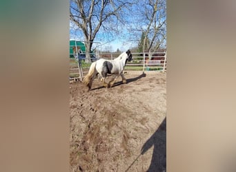 Cob Irlandese / Tinker / Gypsy Vanner, Stallone, 3 Anni, 148 cm, Pezzato