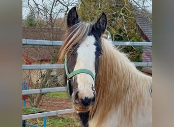 Cob Irlandese / Tinker / Gypsy Vanner, Stallone, 3 Anni, 148 cm, Pezzato