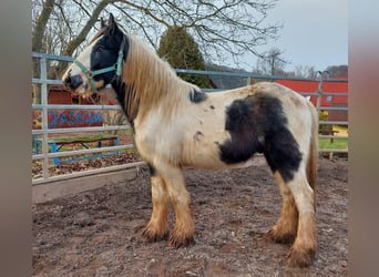 Cob Irlandese / Tinker / Gypsy Vanner, Stallone, 3 Anni, 148 cm, Pezzato