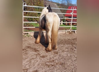 Cob Irlandese / Tinker / Gypsy Vanner, Stallone, 3 Anni, 148 cm, Pezzato