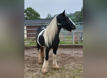 Cob Irlandese / Tinker / Gypsy Vanner, Stallone, 3 Anni, 153 cm, Tobiano-tutti i colori