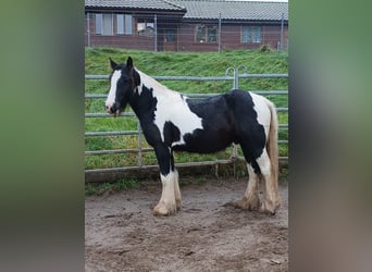 Cob Irlandese / Tinker / Gypsy Vanner, Stallone, 3 Anni, 153 cm, Tobiano-tutti i colori