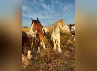 Cob Irlandese / Tinker / Gypsy Vanner Mix, Stallone, 3 Anni, 160 cm, Baio