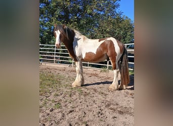 Cob Irlandese / Tinker / Gypsy Vanner Mix, Stallone, 3 Anni, 160 cm, Baio