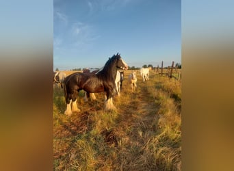 Cob Irlandese / Tinker / Gypsy Vanner, Stallone, 4 Anni, 147 cm, Sabino