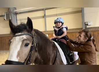 Cob Irlandese / Tinker / Gypsy Vanner, Stallone, 4 Anni, 148 cm, Pelle di daino