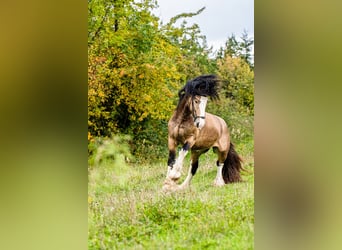 Cob Irlandese / Tinker / Gypsy Vanner, Stallone, 4 Anni, 148 cm, Pelle di daino