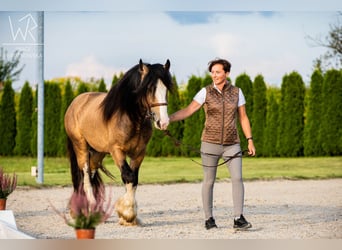 Cob Irlandese / Tinker / Gypsy Vanner, Stallone, 4 Anni, 148 cm, Pelle di daino