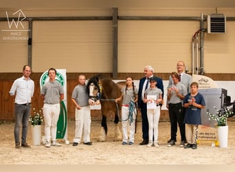 Cob Irlandese / Tinker / Gypsy Vanner, Stallone, 4 Anni, 148 cm, Pelle di daino