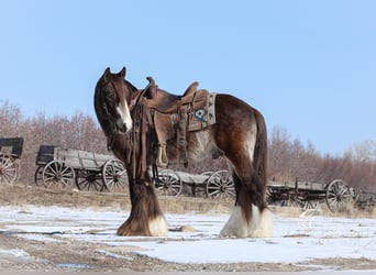 Cob Irlandese / Tinker / Gypsy Vanner, Stallone, 5 Anni, 142 cm, Pelle di daino