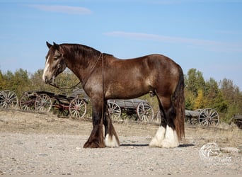 Cob Irlandese / Tinker / Gypsy Vanner, Stallone, 5 Anni, 142 cm, Pelle di daino